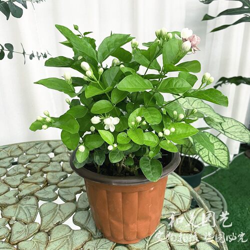 清香茉莉花阳台灌木和美夏秋