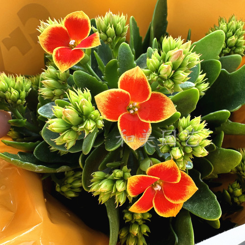 长寿花多年生花卉阳台四季花期长