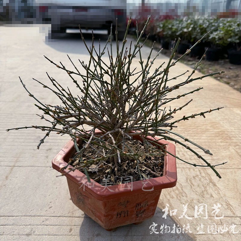 迎春花盆景带花苞发 老桩迎春花盆景 庭院多年生攀爬花卉 易养