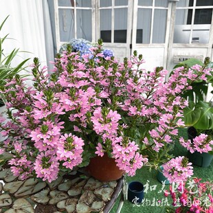 草海桐盆栽 蓝扇花 庭院矮生匍匐花卉 耐热性好 花期长可垂吊包邮
