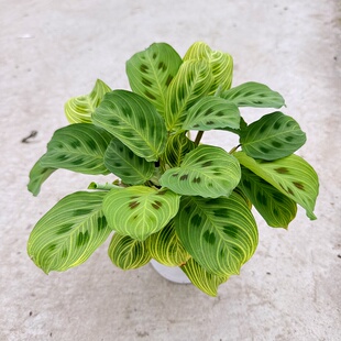 金脉金丝叶蝉竹芋 盆栽喜阴观叶植物 白脉叶蝉竹芋 进口彩叶植物