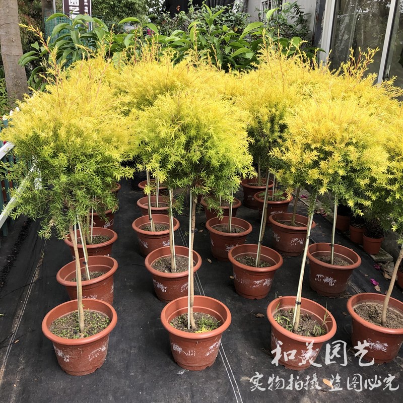 千层金黄金香柳易养多年生庭院