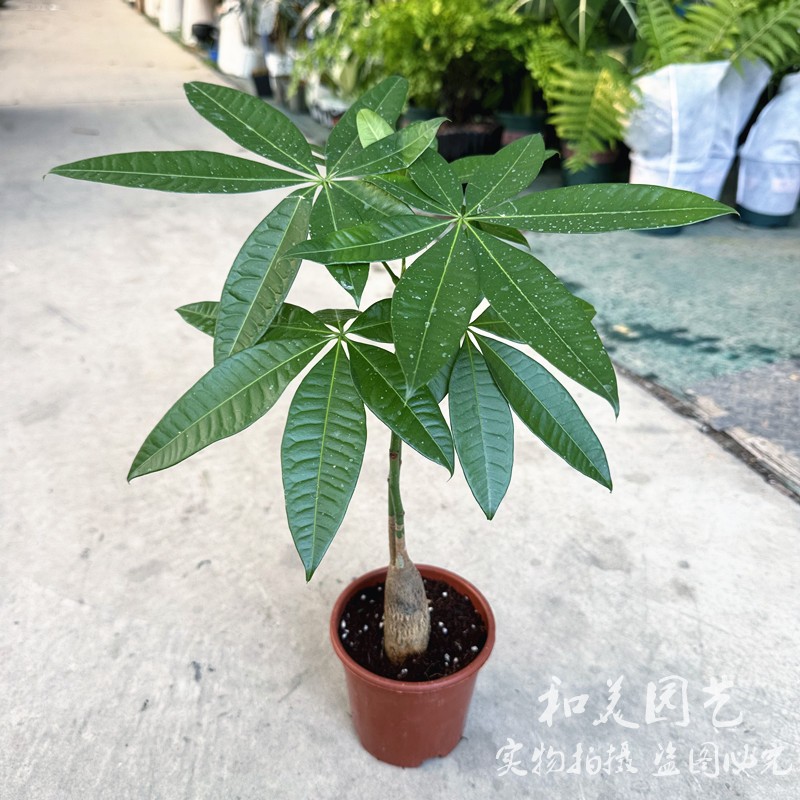 绿色水培植物高档防辐射发财树