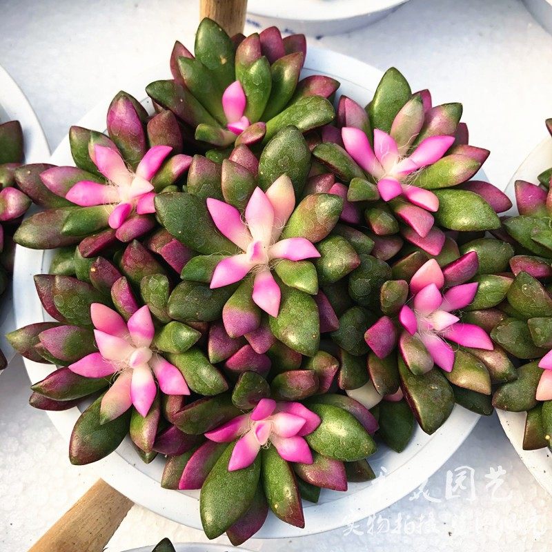 多肉植物 卡日松锦  吹雪之松锦群生多头肉肉 彩色多肉满38元包邮