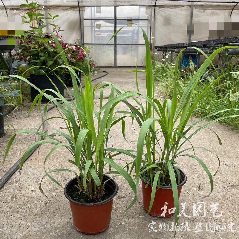 香茅草盆栽  柠檬香茅草 柠檬草 食用香草植物盆栽  包邮
