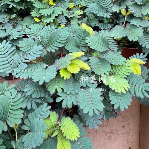 趣味植物含羞草庭院趣味