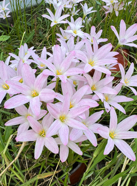 多年生风雨兰庭院花苗夏秋