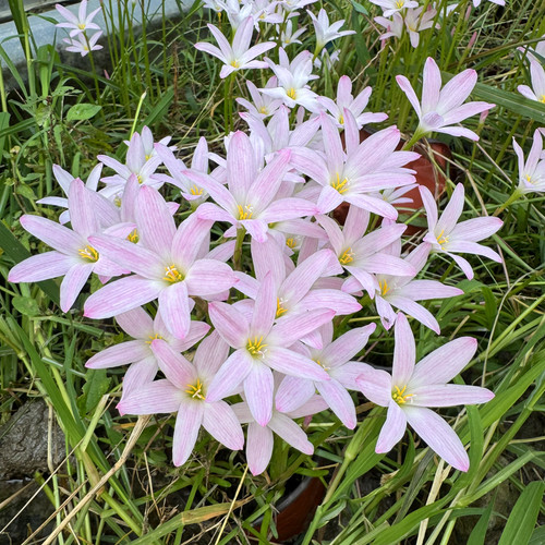 多年生风雨兰庭院花苗夏秋