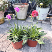 岩生植物 海石竹盆栽 丛生低矮花镜植物 庭院阳台草本小众花卉