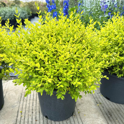 金叶女贞庭院露台美观