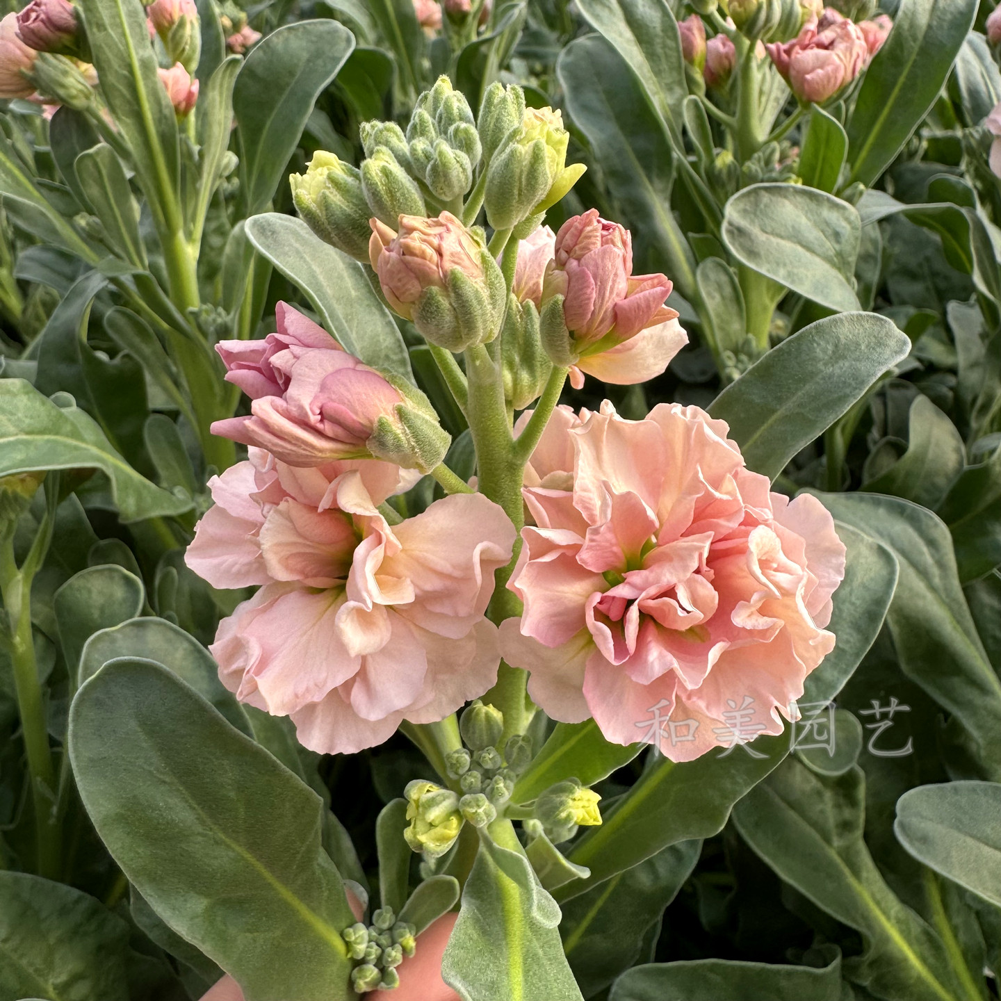 耐寒紫罗兰盆栽 冬季露天花卉 庭院阳台芳香花镜植物 包邮