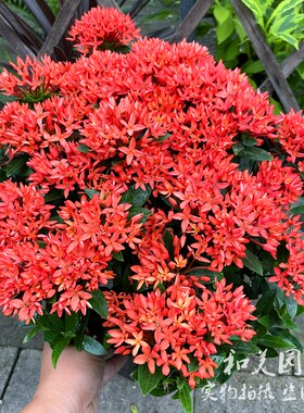 耐热耐晒龙船花盆栽 阳台宝石花 橙色绣球花 仙丹花水绣球 花期较