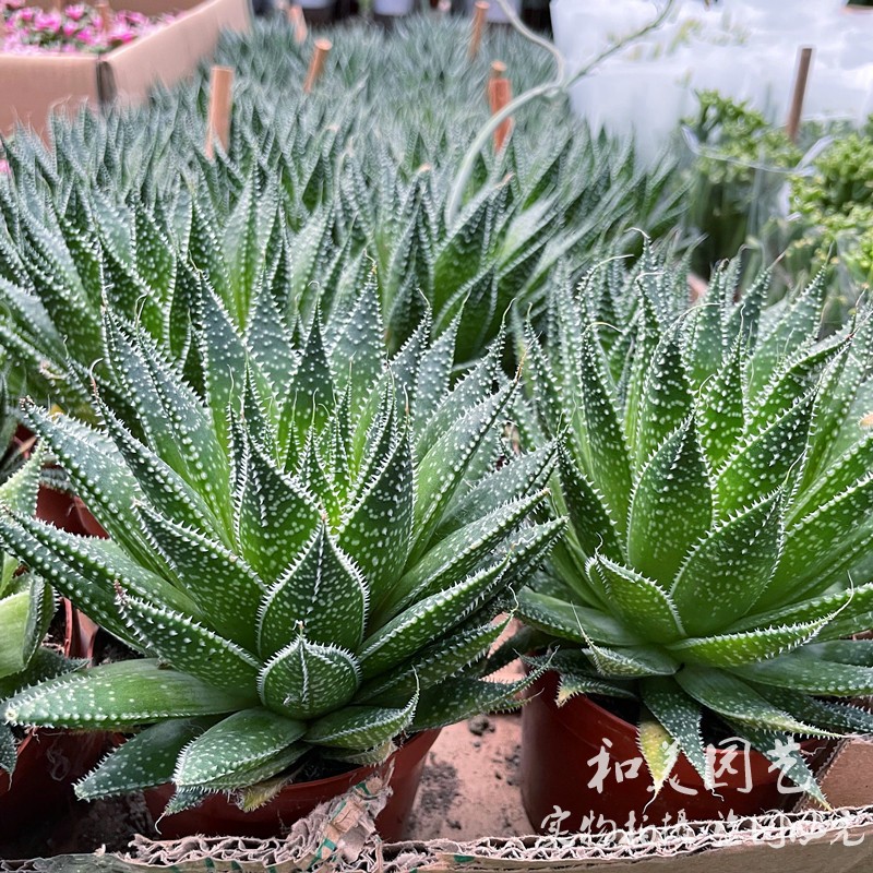 波露盆栽 绫锦芦荟 珍珠芦荟 精品多肉植物 桌面常绿易养植物