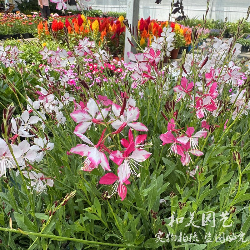 宿根庭院山桃草春天秋天