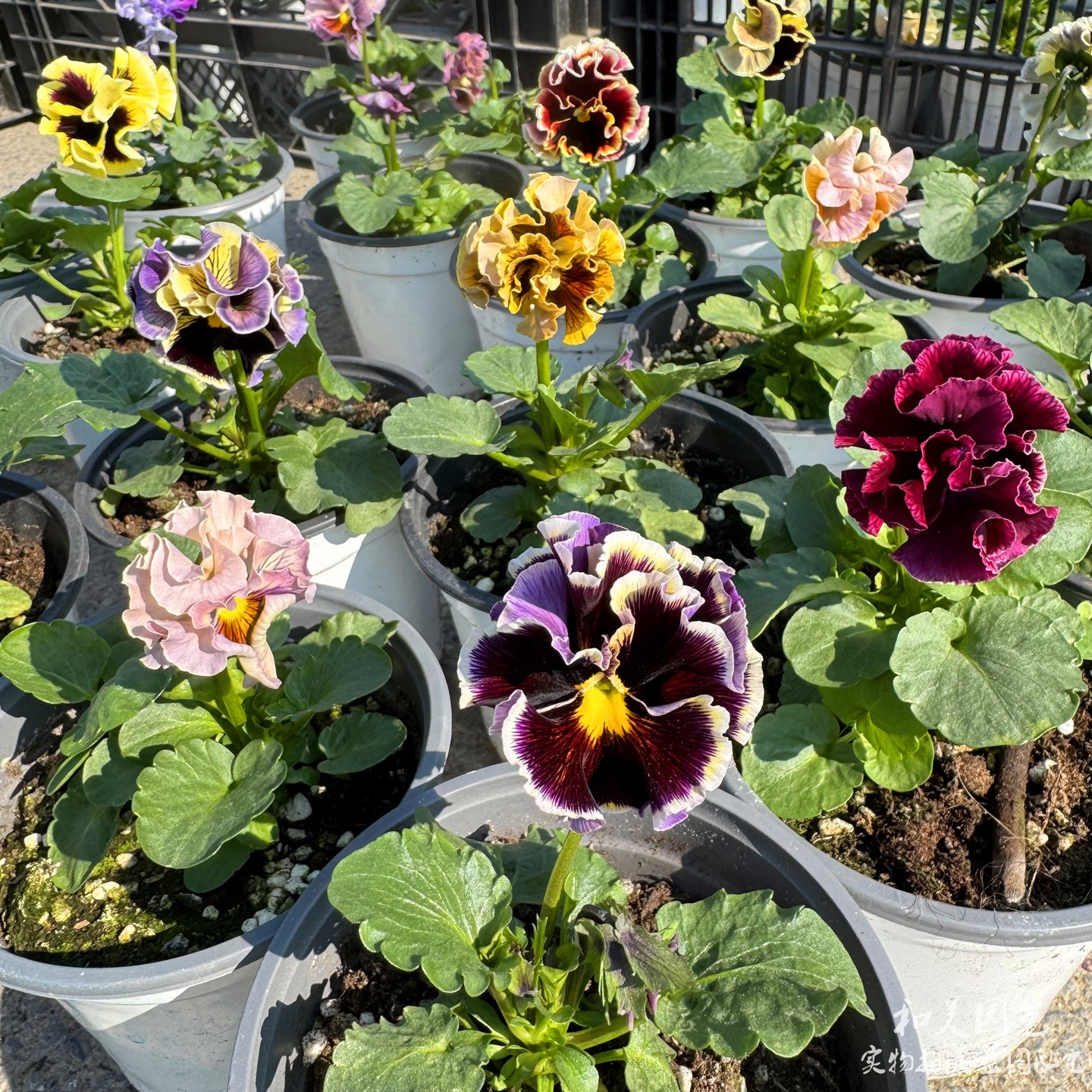 角堇带花发 耐寒大花三色堇 大波浪德古拉礼服 冬季盛开的蝴蝶花