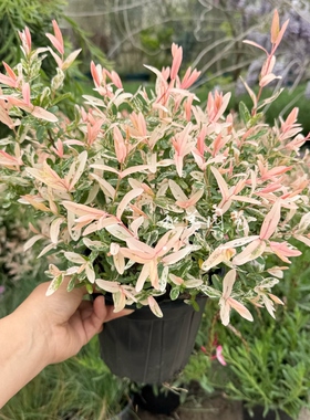 彩叶杞柳大盆 庭院阳台彩色观叶花镜植物 美观多年生灌木 包邮