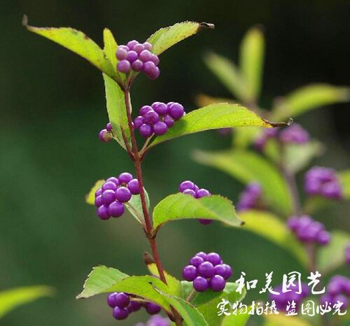 紫珠灌木庭院夏季多年生木本