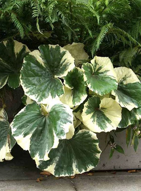 大叶吴风草盆栽 易养多年生庭院地被常绿植物 树下耐阴观叶植物