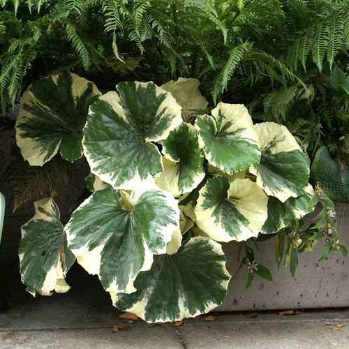 大叶吴风草观叶植物庭院秋季易养