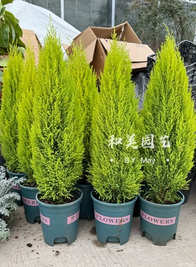 常绿盆栽 香松 圣诞小松树 香冠柏盆栽 皮球松盆栽 四季常绿耐养