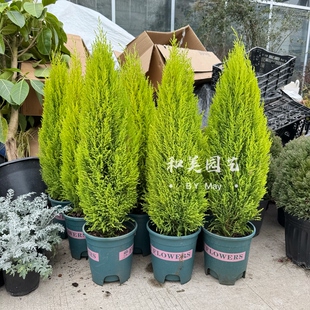 常绿盆栽 香松 圣诞小松树 香冠柏盆栽 皮球松盆栽 四季常绿耐养