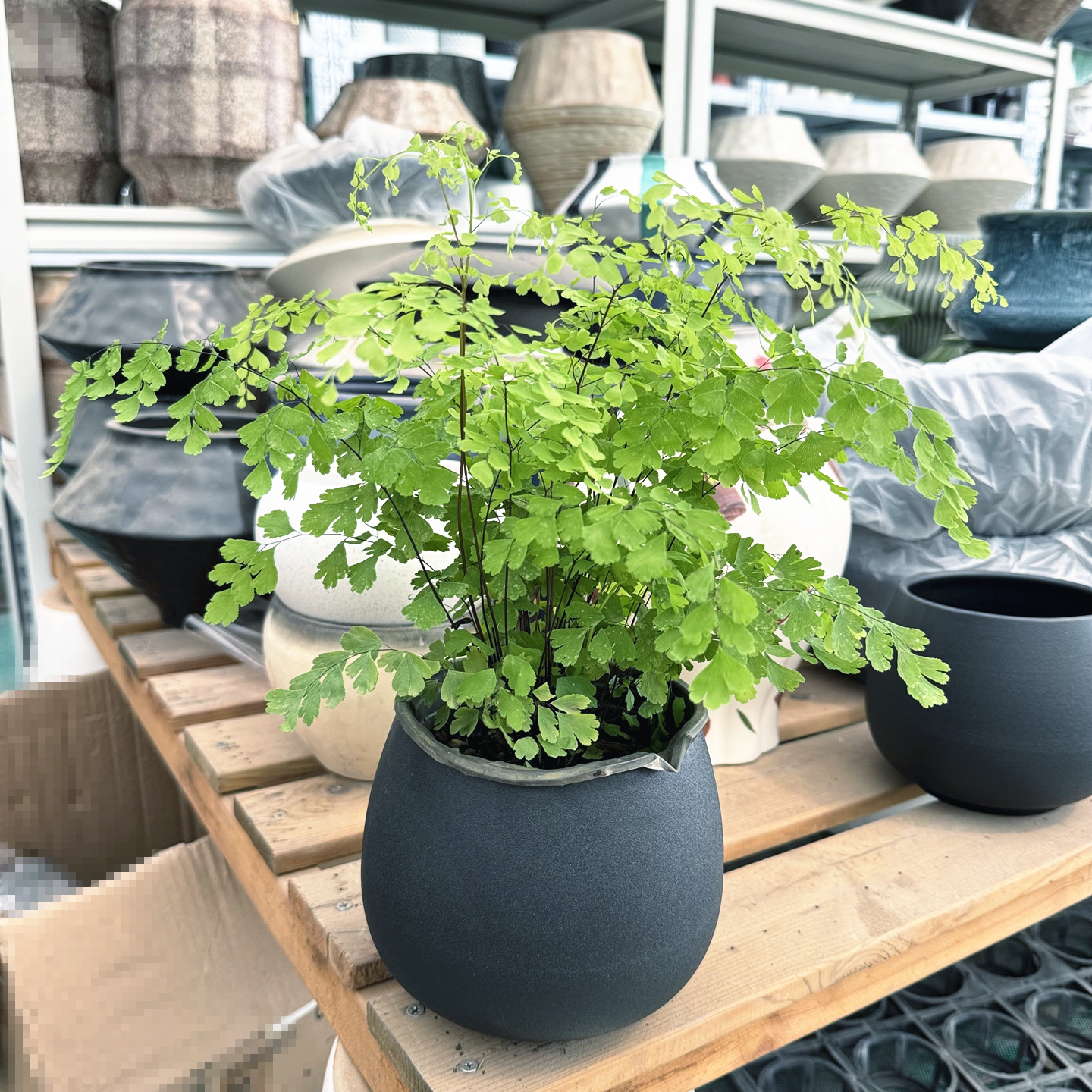 蕨类植物 铁线蕨富贵蕨 圣蕨 耐阴喜水 净化空气 常绿易养