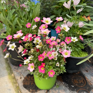 进口高山虎耳草成品带花发 岩生迷你姬虎耳 阳台盆栽花卉 包邮