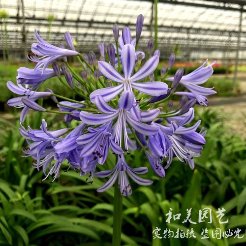 百子莲多年生宿根庭院常绿花卉