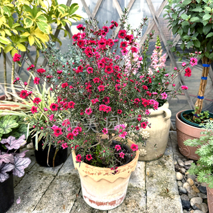 澳洲小叶寒梅 松红梅盆栽 耐寒梅花 进口澳梅 多年生木本花卉包邮