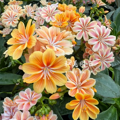 露薇花盆栽带花琉维草