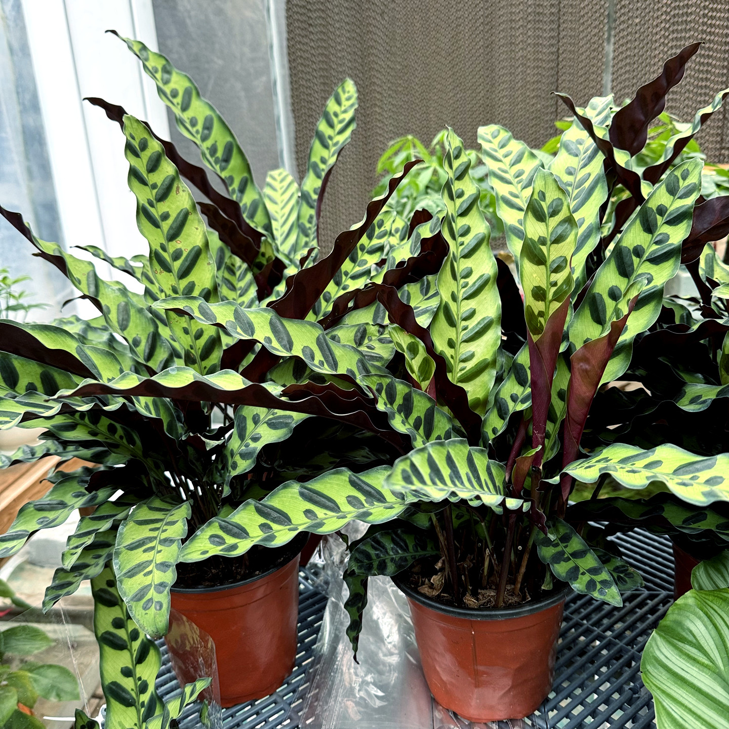 猫眼竹芋 细叶豹纹竹芋 室内耐半阴长绿观叶植物
