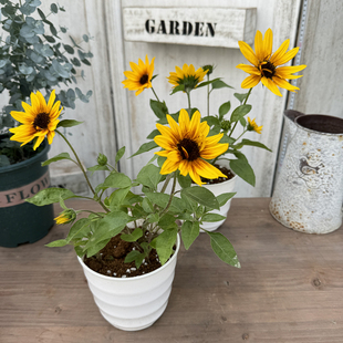 向日葵盆栽 光辉岁月向日葵 炸裂阳光向日葵  庭院阳台向阳花