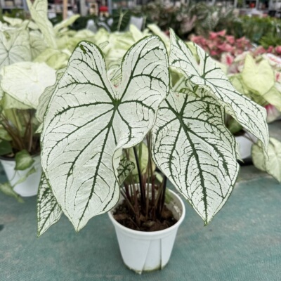 彩叶芋盆栽白色恋人粉色和声