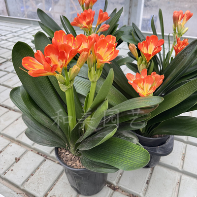 君子兰精品室内包邮盆栽