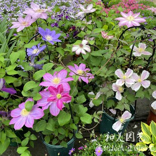 大花铁线莲盆栽 攀缘爬藤花卉藤本皇后 多年生耐寒花卉