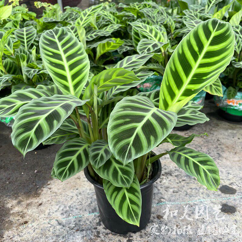 天鹅绒竹芋盆栽 斑马绒叶 室内绿植 四季常绿盆栽 绒叶肖竹芋