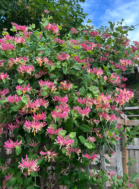 藤本多年生木本植物 红色金银花盆栽清香木本爬藤植物 四季常青