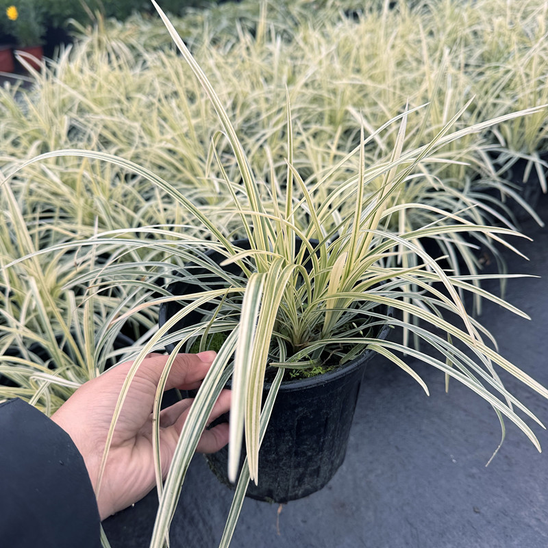 银边麦冬兰花三七庭院美观