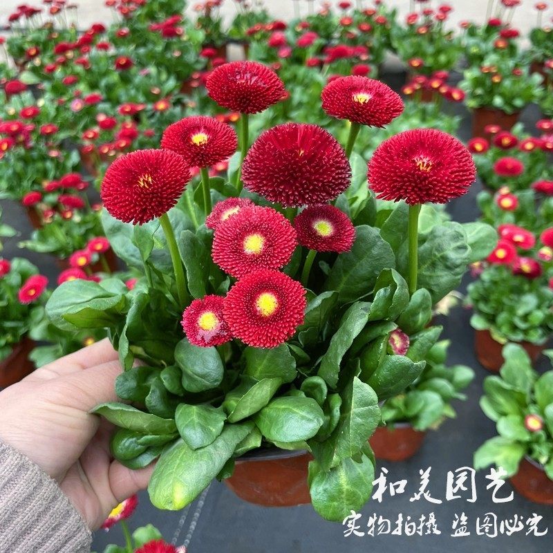 耐寒小雏菊盆栽带花发 红色小雏菊 可爱小球菊  庭院阳台盆栽花卉,鲜花速递/花卉仿真/绿植园艺,时令草本花卉,淘宝优惠券,粉丝福利购,淘宝优惠卷