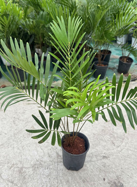 泽米铁 巨叶双子铁 Zamia floridana进口块根植物佛罗里达燕尾铁