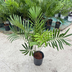 泽米铁 巨叶双子铁 Zamia floridana进口块根植物佛罗里达燕尾铁