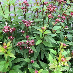 大麻叶泽兰盆栽 庭院阳台多年生 宿根花镜花卉  叶佩兰 包邮