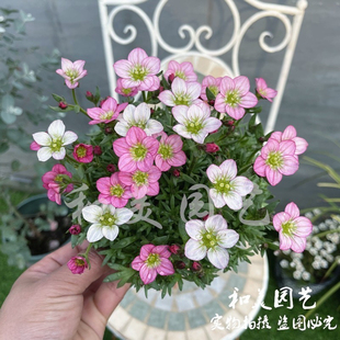 进口高山虎耳草成品带花发 岩生迷你姬虎耳 阳台盆栽花卉 包邮