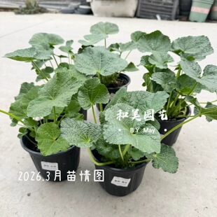 重瓣蜀葵查特 大花蜀葵一丈红 庭院阳台耐热花卉 花期长 桃子与梦
