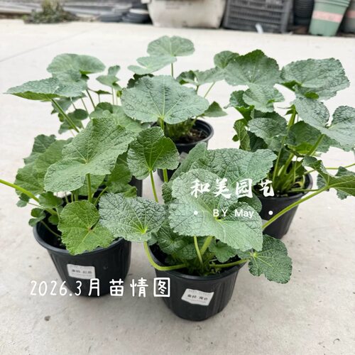 重瓣蜀葵查特桃子与梦