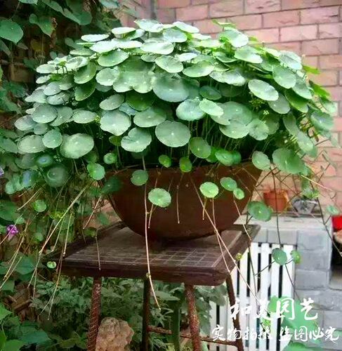铜钱草盆栽 草 水培植物 四季常绿 大苗整盆带土带叶发货包邮 - 封面