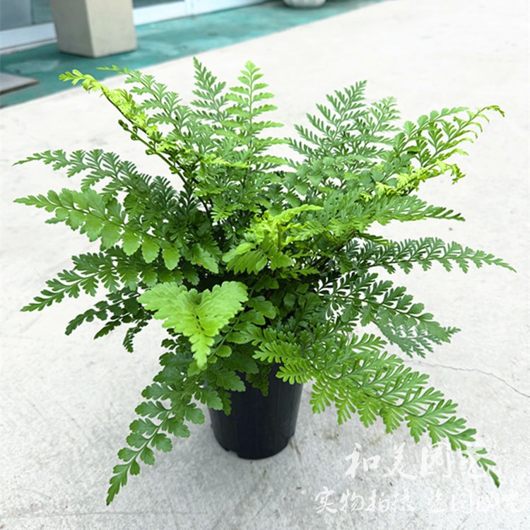 易养蕨类植物吉姆蕨室内美观