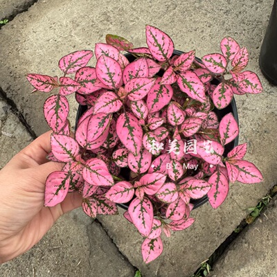 盆栽嫣红蔓组盆造景半日照