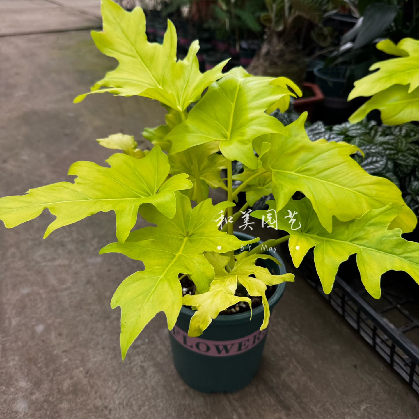 小天使盆栽 春芋春羽  喜林芋 四季常绿 绿植可水培 包邮