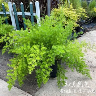 天门冬盆栽  武竹 丝冬 蓬莱松 多年生耐热耐寒 常绿灌木 包邮